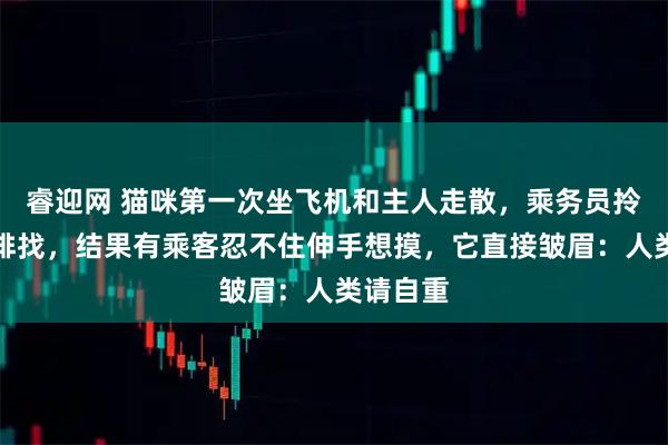 睿迎网 猫咪第一次坐飞机和主人走散,乘务员拎它一排排找,结果有乘客忍不住伸手想摸,它直接皱眉:人类请自重